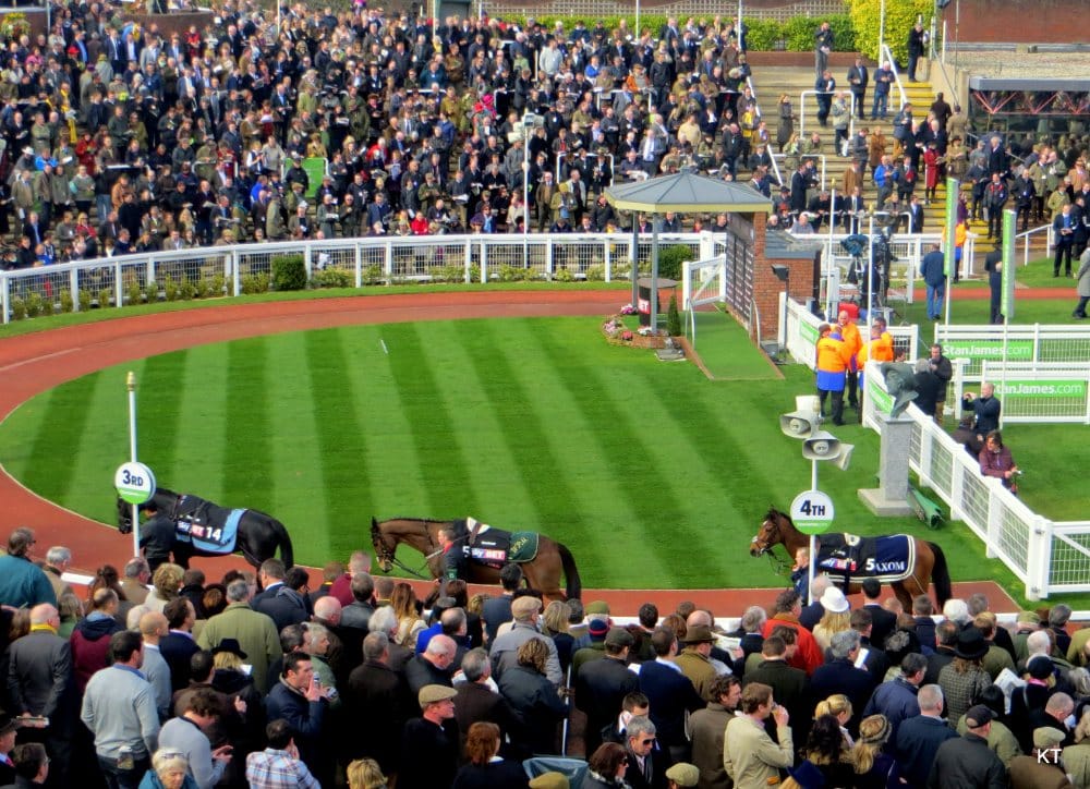 Parade ring at the Cheltenham Festival